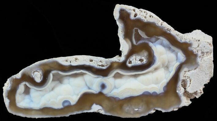 Agatized Fossil Coral Geode - Florida #51636